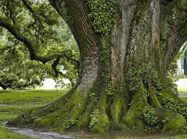 tronc-d-arbre | Ecole démocratique - Democratische school